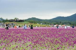 천만송이 천일홍 축제 의 사진