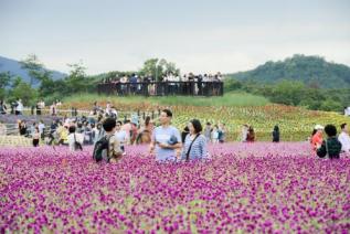 천만송이 천일홍 축제 의 사진