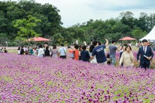 천만송이 천일홍 축제 의 사진