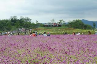 천만송이 천일홍 축제 의 사진