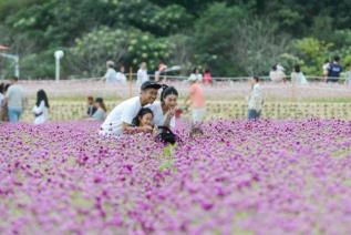 천만송이 천일홍 축제 의 사진