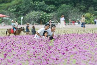 천만송이 천일홍 축제 의 사진