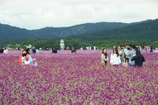 천만송이 천일홍 축제 의 사진