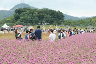 천만송이 천일홍 축제 의 사진