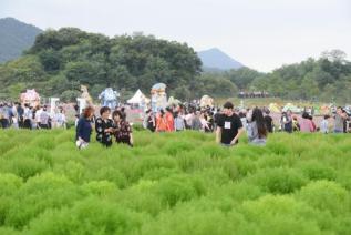 천만송이 천일홍 축제 의 사진