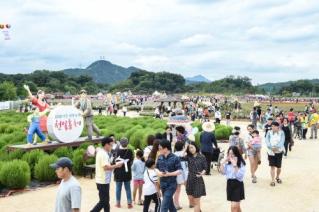 천만송이 천일홍 축제 의 사진