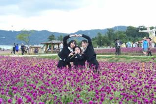 천만송이 천일홍 축제 의 사진