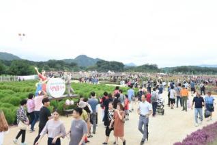 천만송이 천일홍 축제 의 사진