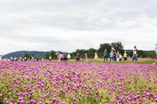 천만송이 천일홍 축제 의 사진