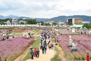 천만송이 천일홍 축제 의 사진