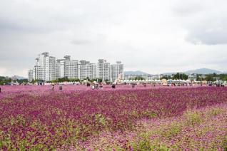 천만송이 천일홍 축제 의 사진