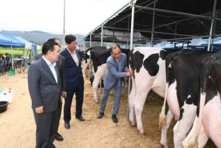 홀스타인 한우 경진대회 의 사진