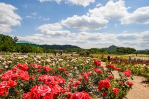 나리공원 양귀비 의 사진