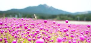 나리공원 천일홍 의 사진