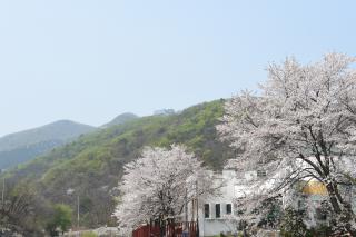 양주꽃길 의 사진