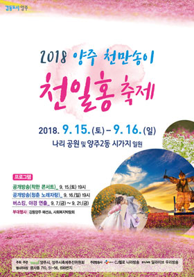 양주 천만송이 천일홍 축제 사진