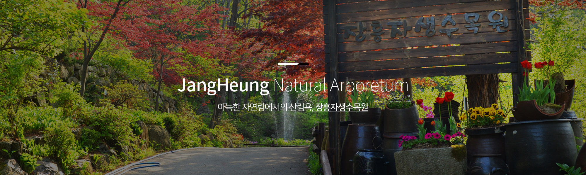 JangHeung Natural Arboretum 아늑한 자연림에서의 산림욕, 장흥자생수목원